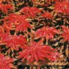 Amaranthus Tricolor Extract  